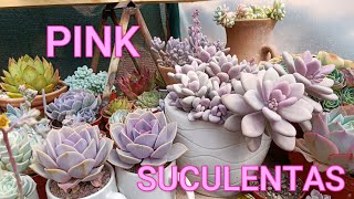 COLECCIÓN ROSA pinksuculentas echeveriasrosadas [upl. by Aikemehs74]