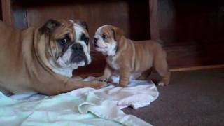 5 week old English Bulldog Puppy barking at 7 month old [upl. by Aisak]