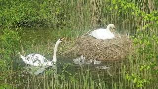 swans and signets P2 [upl. by Libbi]