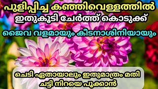 കഞ്ഞിവെള്ളവും കാപ്പിപ്പൊടിയും മതി ചട്ടി നിറയെ പൂക്കാനും കീടങ്ങളെ ഇല്ലാതാക്കാനും Organic fertilizer [upl. by Griselda]