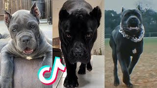 Cane Corsos are Badass and Cute  Tiktok Compilation  4 [upl. by Idnyl]