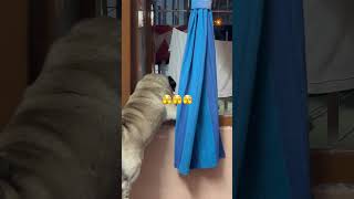 Kaathu Mela 🤣🥵 trending puglove doglover cute youtubeshorts shorts viralvideo [upl. by Ahseiyn]