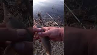 Рыбалка на реке Открываю сезон рыбалки на донку shorts fishing рыбалка рыба [upl. by Eddana162]