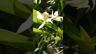 Prosthechea fragrans P aemula [upl. by Weinstock95]