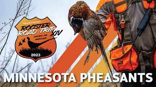 Minnesota Pheasants  2023 Rooster Road Trip Ep 1 [upl. by Roselane]