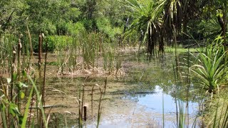 Pearl Arowana  Natural Habitat and Environment [upl. by Tertias]