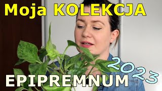 16 odmian Epipremnum czyli moja kolekcja epi 2023 [upl. by Airel78]