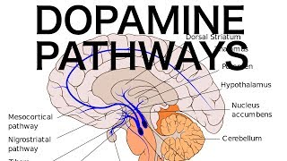 Dopamine Pathways Antipsychotics and EPS [upl. by Saqaw]