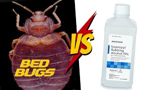 Does Rubbing Alcohol REALLY work for Bed Bugs COMPLETE Tutorial [upl. by Lindner]