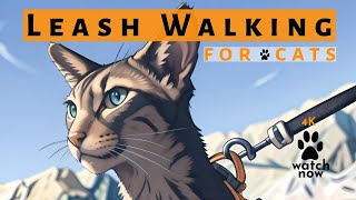 Daisys Diary 35 How to Walk Your Cat on a Leash Harness amp Leash TrainWalk Cat Compilation 4K [upl. by Fisch815]