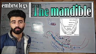 the mandible quot embryology quot  oral histology  عزت شومان [upl. by Blockus]