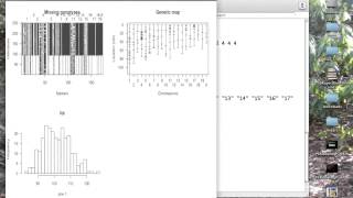 Using Rqtl to analyze QTL data [upl. by Cho359]