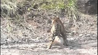 Tiger cub eating baby deer [upl. by Melvyn]