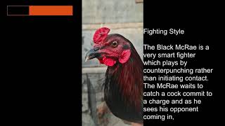 Black Mcrae Gamefowl History and Fighting style [upl. by Augusta]