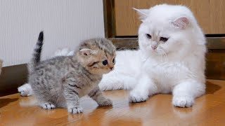 The kitten approaching the daddy cat to play with him was so cute [upl. by Heyward]