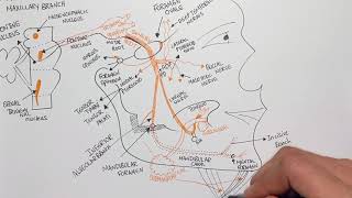 The Mandibular Nerve  Anterior amp Posterior Divisions  5th Cranial Nerve Trigeminal Nerve [upl. by Wilterdink]