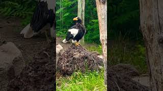 Stellers Sea Eagle a Rare and Majestic Beauty [upl. by Cirone]