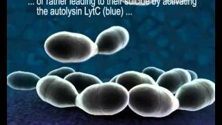 HostPathogen Interactions in Streptococcus pneumoniae [upl. by Reinert]