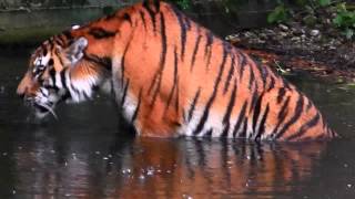 JEGOR  Siberian Tiger in water  Tierpark Hellabrunn [upl. by Eniamrehc951]