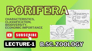 Poriferans Classification Characteristics  BSc Zoology  Notes in description [upl. by Jemmie]