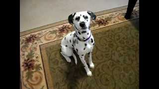 Andie the smart dalmatian puppy [upl. by Eirelav]