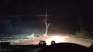 Night Drive । Simlipal Tiger Reserve Black Tigers । Mohan White Tiger Of Rewa Madhya Pradesh। Tiger [upl. by Avra577]