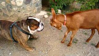 English Bulldog versus Goat [upl. by Xed758]