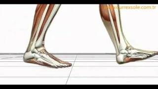 Advanced Biomechanics Overpronation Animation [upl. by Neleh299]