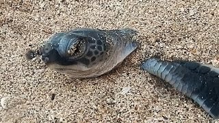 Black turtle hatchling emerges from its nest for the first time [upl. by Rayle]