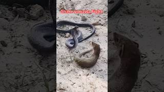 Snake And Mongoose Fight 🐉🐉wildlife animals snake mongoosevssnake cobra naturallovevideography [upl. by Myke834]