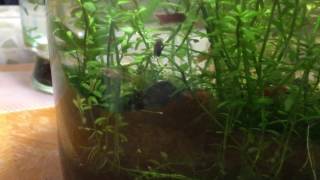 Guppies feeding on copepods in shrimp tank [upl. by Pelagias340]