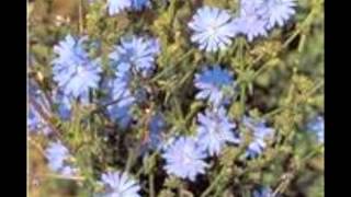 Chicory Cichorium intybus [upl. by Bandeen368]