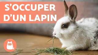 Comment SOCCUPER DUN LAPIN  🐰 Guide complet pour AVOIR un LAPIN [upl. by Maer]