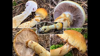 Pilzportrait  Gelbgestiefelter Schleimkopf Gelbfußschleimkopf  Cortinarius triumphans [upl. by Enoved]