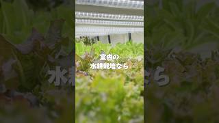 【水耕栽培専門店おすすめ】植物育成LEDライト『おやさいライト』 [upl. by Erehc66]