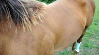 Ringworm on a horse  prt 1  The first signs [upl. by Danete405]