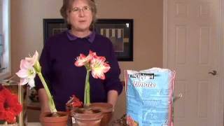 For Winter Color Plant Amaryllis Bulbs [upl. by Alaine]