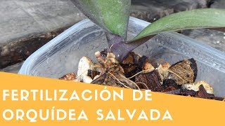 Salvar orquídea con raíces podridas 4 Fertilización y crecimiento  Orquiplanet [upl. by Nolly982]