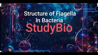 Structure of flagella in bacteria bacterialanatomy bacterialstructure [upl. by Hsekar371]