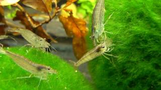 Caridina Japonica Amano shrimp a kŕmenie žihľavou [upl. by Acul]