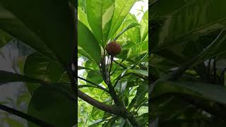 Sapodilla tree [upl. by Yulma849]