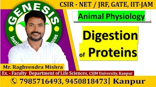 Digestion of Proteins Animal Physiology CSIR NETJRF  GATE  Life science  ICMR IITJAM [upl. by Angell]