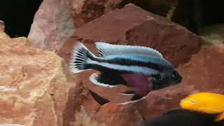 Melanochromis Chipokae Malawi Mbuna [upl. by Ylrrad]