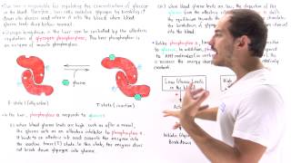 Regulating Glycogen Breakdown in Liver [upl. by Gustafson419]