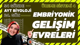 34 Embriyonik Gelişim Evreleri  Üreme Sistemi  11 Sınıf Biyoloji  2024 AYT Biyoloji 34 Gün [upl. by Jona951]