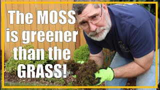 KILL the Moss in your Lawn  Easy Removal in just a FEW days  202127 [upl. by Clymer]