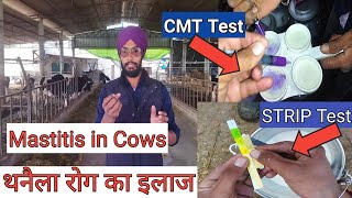 Mastitis treatment in cows in hindi । थनैला रोग का इलाज । mastitis test for milk । Veer dairy farm । [upl. by Orose]