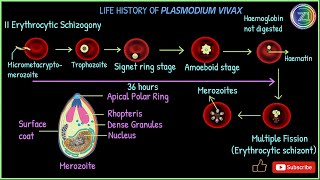 Complete Life Cycle of Plasmodium vivax  Malarial Parasite  BSc 1st Year I Z1 Tutorials [upl. by Seabrook]