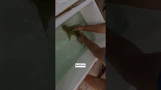 Goonch catfish 🦈 trendingshorts marinespecies youtubeshorts marinelife marinefacts youtube [upl. by Ylera]