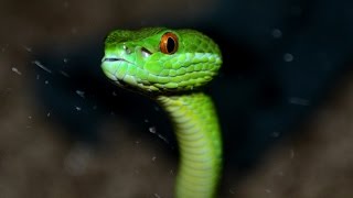 Viper Snake [upl. by Gonzalez]